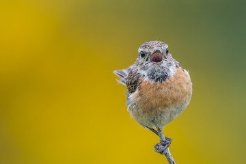 Isolated bird calling