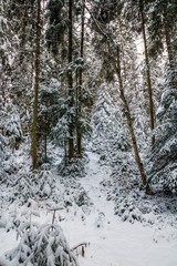 snowy winter forest. beech and spruce trees covered with snow