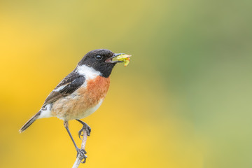 Fototapeta premium Male stonechat feeding