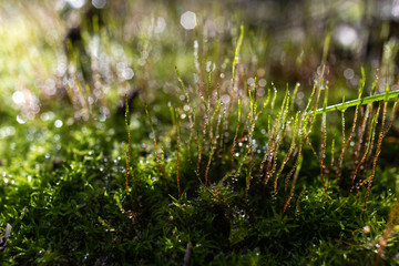 Image of a healthy forest with lichens and green mosses covered in drops of rainwater from environmental care.