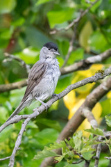 Upright male blackcap
