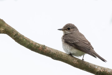 Spotted flycatcher white background