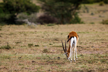 Naklejka na ściany i meble impala in savanna
