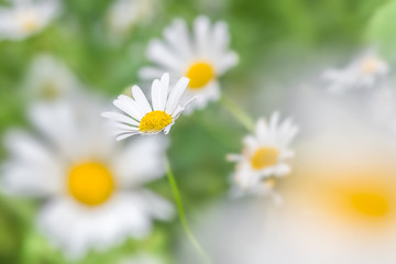 Fototapeta premium Oxeye daisy blur