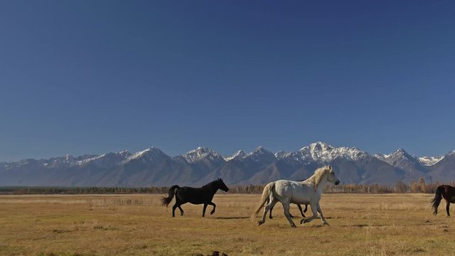 Walking and running horse. Horses moves slowly against the background of the grazing herd. Herd of horses running on the steppes in background snow-capped mountain. Slow Motion at rate of 180 fps.