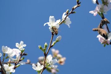 四季桜の蜜を吸う蜂