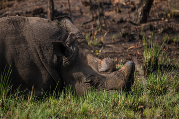 Fototapeta premium uganda rhino sanctuary