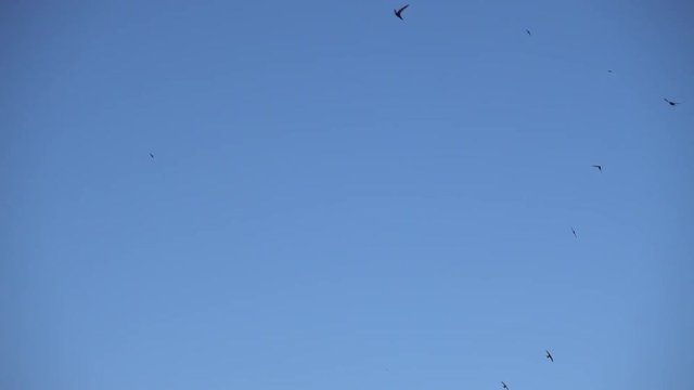 Group of swallow birds flying, swallows flying, blue sky, flock of birds
