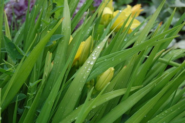 Obraz premium green grass with water drops