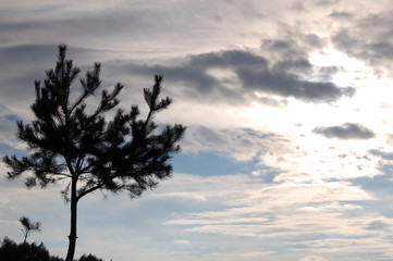 tree and sky