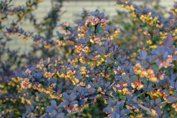 Plant flower Flowering Growth beauty in Nature Freshness fragility vulnerability day close-up no people selective focus 