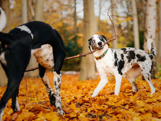 two black and white dogs playing in autumn leafes