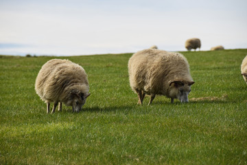 the famous Icelandic sheep