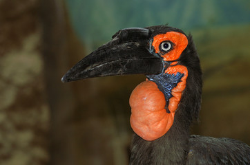 Toucan