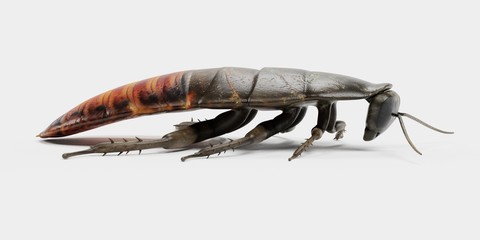 Realistic 3D Render of Hissing Cockroach