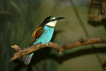 Kingfisher