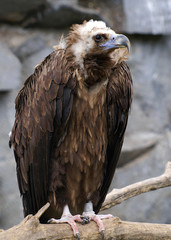 Vulture
