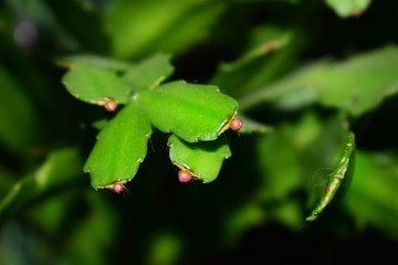 Plants