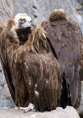 Vulture