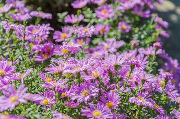 Obraz premium Lilac bush flowers and a flying bee near.