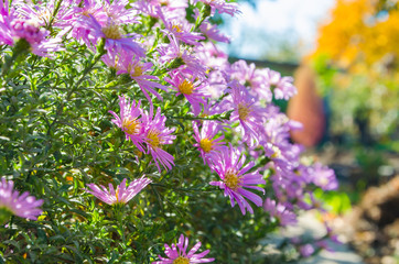 Obraz premium Lilac bush flowers and a flying bee near.