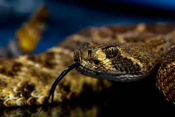 Western diamondback rattlesnake or Texas diamond-back (Crotalus atrox) Close-up Tongue Out