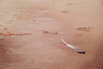 Feather on sand