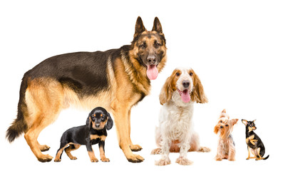 A group of five cute dogs of different breeds together isolated on white background
