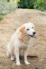 Brown color hybrid dog waiting for owner