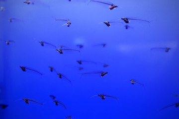 Transparent flock of fish, glass catfish behind the glass of oceanarium