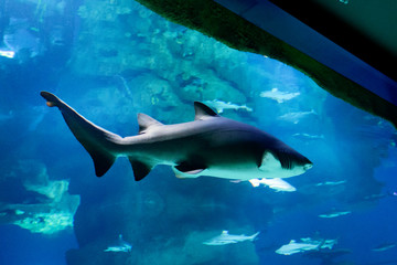 Big shark behind the glass in Oceanarium
