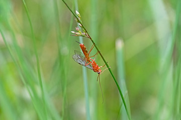 orange bug upside down under grass