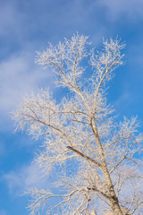 A tree in the frost against the blue sky