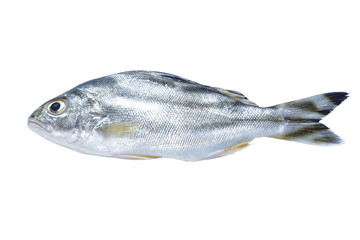 Trumpeter fish grunter fish isolated on white background