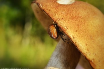 Spider