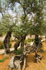 Fototapeta na wymiar Old Olive trees, Gethsemane, Jerusalem, Israel