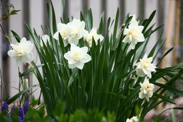Group of narcissuses with white buds of irregular shape on a striped background of a fence.