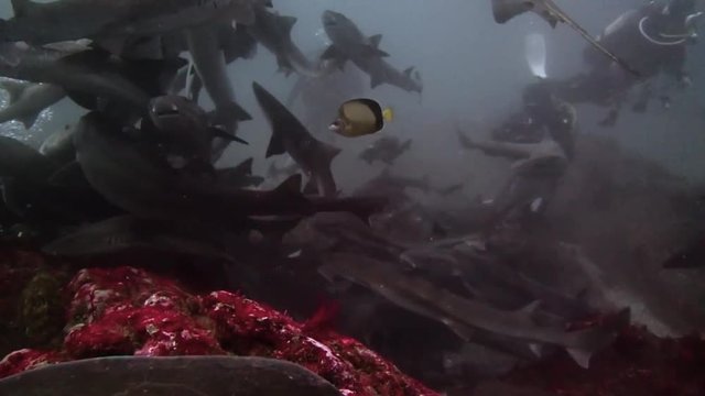 Hundreds of Sharks Swimming with Scuba Divers Underwater in Chiba, Japan