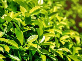 Fototapeta na wymiar green tea leaves texture