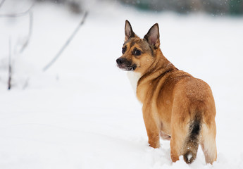dog in the snow
