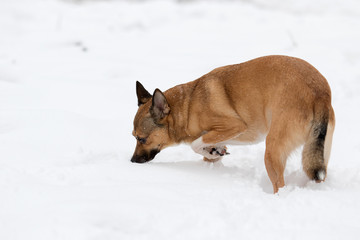 dog in the snow for a walk in winter