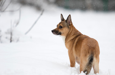 dog in the snow for a walk in winter