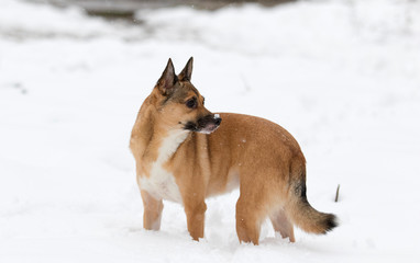 dog in the snow for a walk in winter