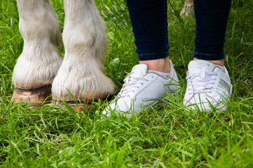 horse feet in grass