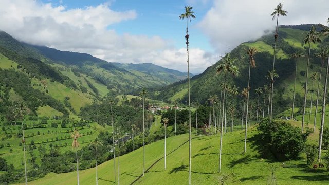 Wax Palms (Ceroxylon quindiuense), Cocora Valley, Salento, Quindio Department, Colombia