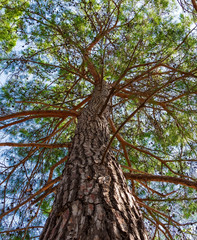 Fototapeta premium relic of a pine trunk extending in height, with branches covered with green needles and cones