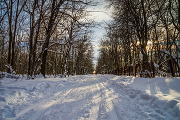 the trail on the snow leaving into the distance, laid in the forest among birches covered with frosty frost