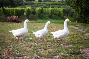 Three white geese walking near vineyard.
