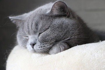 Blue British shorthair cat sleeping