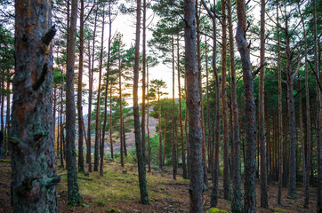 pine forest at sunset in autumn